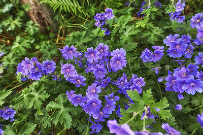 Buy stock photo Group of purple flowers in a garden in summer. A vibrant bunch of cranesbill flowering plants contrasting in a green park. Decorative flowerbeds in a green leafy backyard. 