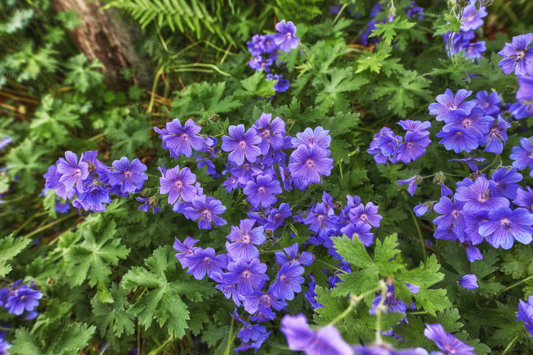 Buy stock photo Group of purple flowers in a garden in summer. A vibrant bunch of cranesbill flowering plants contrasting in a green park. Decorative flowerbeds in a green leafy backyard. 