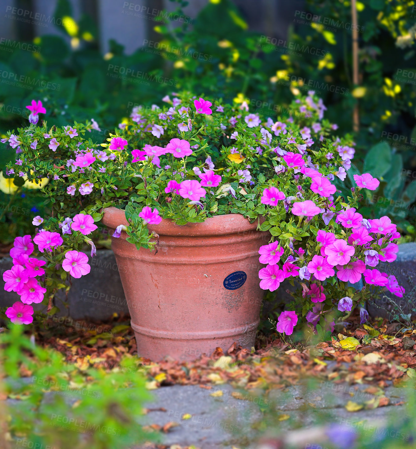 Buy stock photo A photo of the garden in summertime