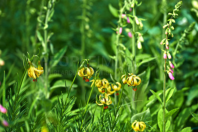 Buy stock photo Nature, bush and lilium outdoor in garden with greenery, leaves and petals for blossom. Environment, landscape and organic yellow flowers or floral plants for botany in eco friendly park or field.