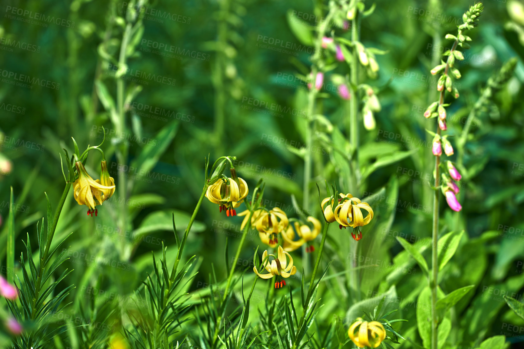 Buy stock photo Nature, bush and lilium outdoor in garden with greenery, leaves and petals for blossom. Environment, landscape and organic yellow flowers or floral plants for botany in eco friendly park or field.