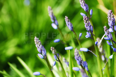 Buy stock photo Environment, bush and lavender outdoor in garden with greenery, leaves and petals for blossom. Nature, landscape and organic purple flowers or floral plants for botany in eco friendly park or field.