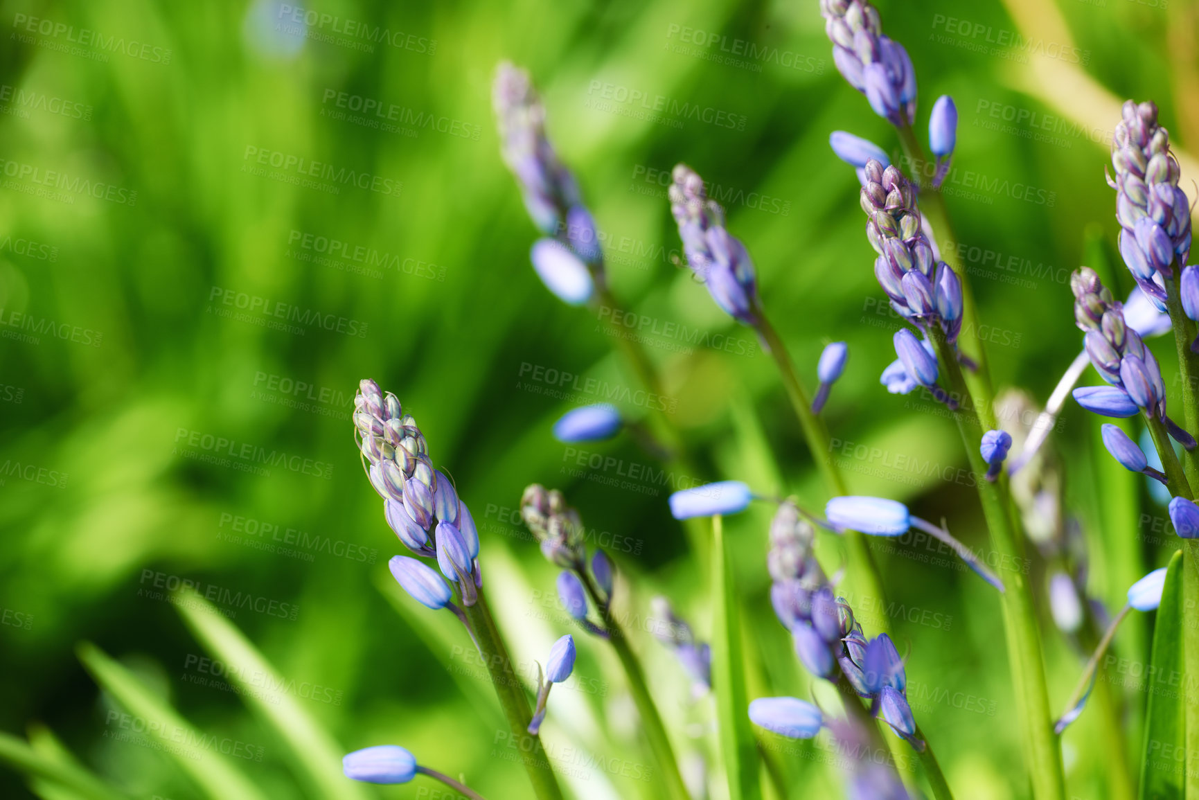 Buy stock photo Environment, bush and lavender outdoor in garden with greenery, leaves and petals for blossom. Nature, landscape and organic purple flowers or floral plants for botany in eco friendly park or field.