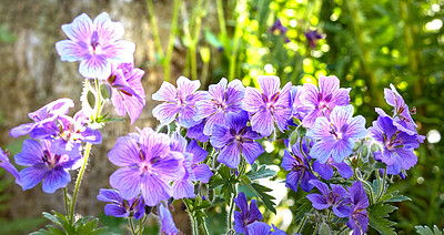 Buy stock photo Landscape of meadow geranium flowers in lush forest in summer. Purple plants growing in botanical garden in spring. Beautiful violet flowering plants budding in its natural environment in summertime