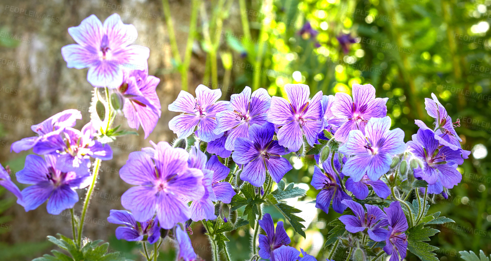 Buy stock photo Landscape of meadow geranium flowers in lush forest in summer. Purple plants growing in botanical garden in spring. Beautiful violet flowering plants budding in its natural environment in summertime