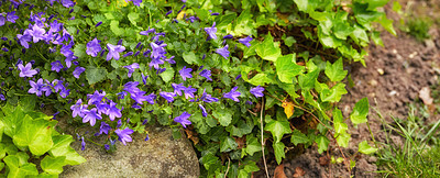 Buy stock photo Nature, bush and campanula outdoor in garden with greenery, leaves and petals for blossom. Environment, landscape and organic purple flowers or floral plants for botany in eco friendly park or field.