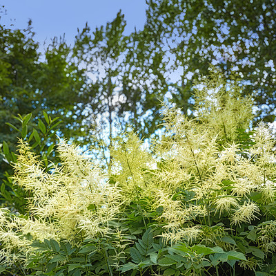 Buy stock photo Forest, plant and stem with leaves for natural growth, spring season or sprout in nature. Empty, lush or bushes with agro environment, flowers or floral greenery for ecology or outdoor sustainability