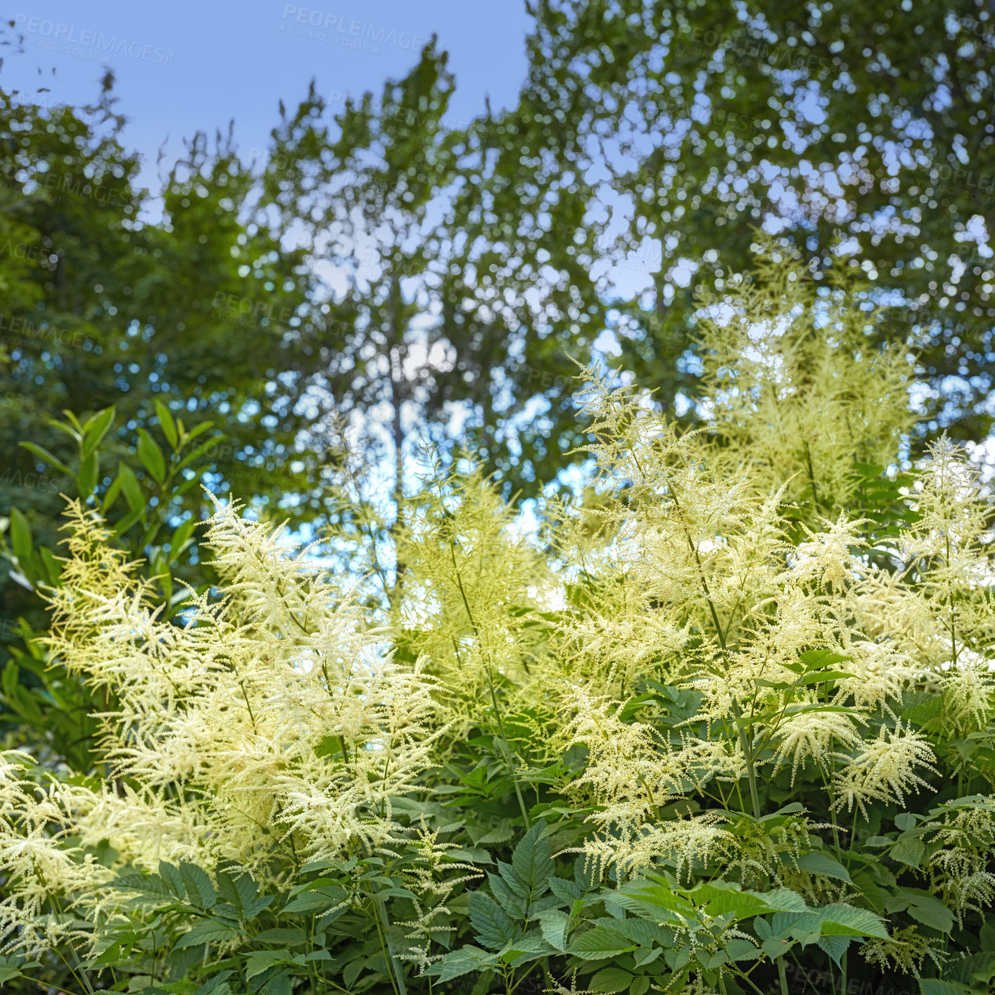 Buy stock photo Forest, plant and stem with leaves for natural growth, spring season or sprout in nature. Empty, lush or bushes with agro environment, flowers or floral greenery for ecology or outdoor sustainability