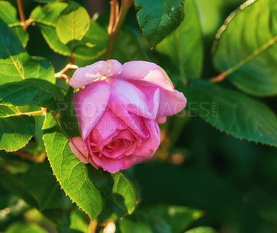 Buy stock photo Outdoor, environment and rose with petals in nature for eco friendly, blossom and growth in summer. Garden, floral and plant with flower by greenery for botany, blooming and natural sustainability