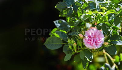 Buy stock photo Garden, environment and flower with leaves in nature for eco friendly, growth and blossom in summer. Organic, plants and outdoors with mockup space by greenery for floral, botany and sustainability