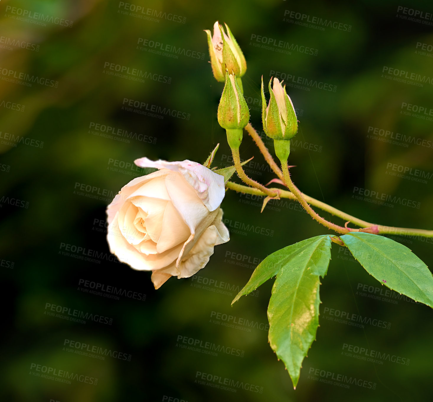 Buy stock photo Rose, nature and petals with growth in summer for eco friendly, blooming and ecology in garden. Outdoor, floral and environment with flowers by greenery for blossom, botany and natural sustainability