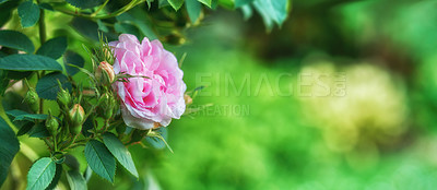 Buy stock photo Nature, plant and closeup of pink rose in garden for blossom, beauty and bloom for landscape. Spring aesthetic, background and flowers with leaves, petals and floral for decoration, botany and bud