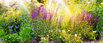 Buy stock photo A photo of the garden in summertime