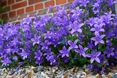 Buy stock photo Nature, garden and purple flowers by wall in backyard for blossom, beauty and bloom for landscape. Spring aesthetic, natural background and closeup of leaves, bush and plant for trees, botany and bud