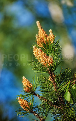 Buy stock photo A photo of the garden in summertime