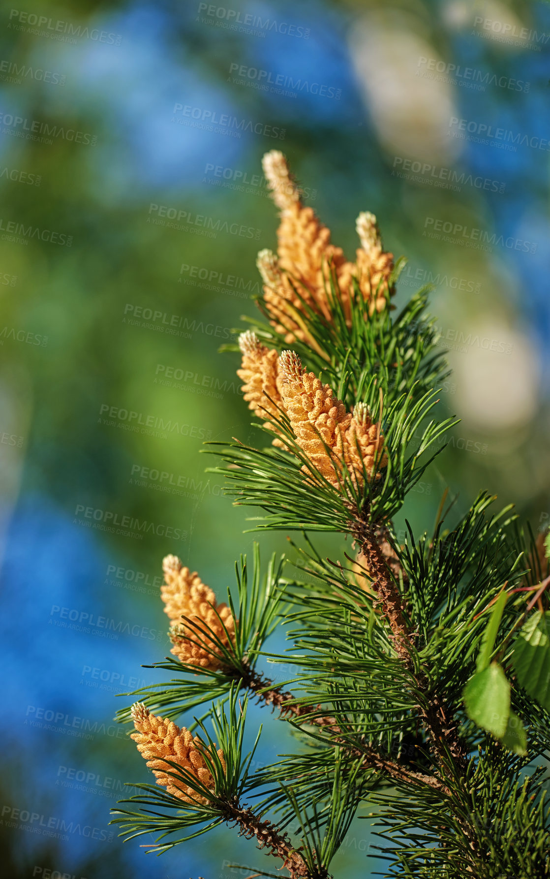 Buy stock photo A photo of the garden in summertime