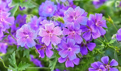 Buy stock photo Closeup view of purple meadow cranesbill flowers blossoming, growing in a calm and serene home garden. Group of vibrant, delicate, fresh columbine plants blooming and flowering on a bush