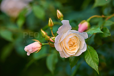 Buy stock photo A photo of the garden in summertime