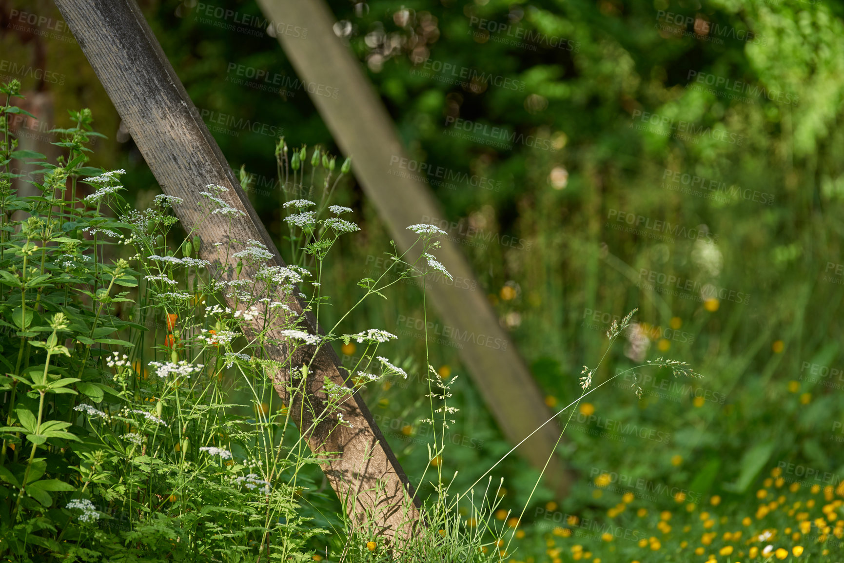 Buy stock photo Spring, nature and lawn with flowers in garden for growth, environment and blossom. Meadow, botanical and biodiversity with closeup of plant in field of countryside for bloom, floral and ecosystem