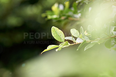 Buy stock photo Cropped shot of wet plants in the morning