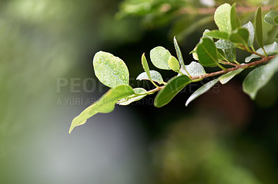 Buy stock photo Leaf, plant and rain in garden for nature, droplet and tree in environment for calm, eco and outdoor on mockup. Green, growing and droplets with branch for foliage growth in weather and dew morning