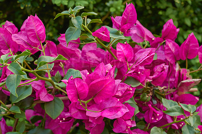 Buy stock photo Flowers, environment and nature with bougainvillea in garden for eco friendly, blossom or ecology. Outdoor, leaves and pink floral plants at park for botany, growth or sustainability in spring.