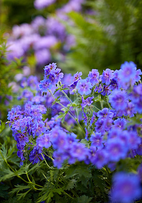 Buy stock photo Meadow geranium flowers flourishing in a green field in summer from above. Purple plants growing and blooming in botanical garden in spring. Violet flowering plants budding in a forest in nature