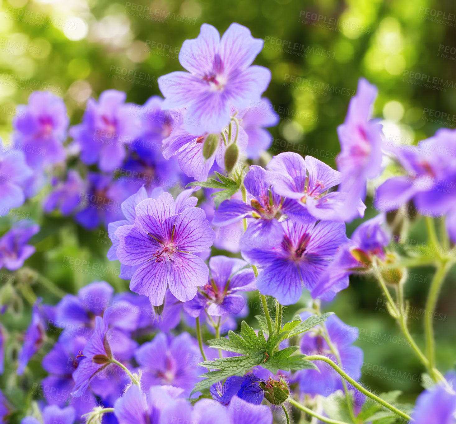 Buy stock photo Geraniums flowers in a garden in summer. Closeup of beautiful purple cranesbill flower blossoming, growing in a serene environment. Group of vibrant, delicate, fresh flower heads on a bush in nature