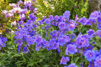 Buy stock photo Purple flowers growing in a spring garden. Many bright cranesbill flowering plants contrasting in a green park. Colorful blossoms in an ornamental shrub. Beautiful perennial plants thriving in nature