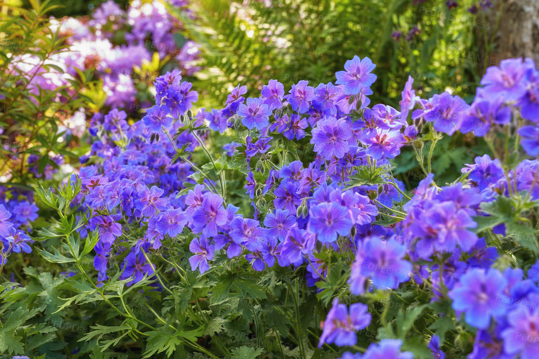 Buy stock photo Purple flowers growing in a spring garden. Many bright cranesbill flowering plants contrasting in a green park. Colorful blossoms in an ornamental shrub. Beautiful perennial plants thriving in nature