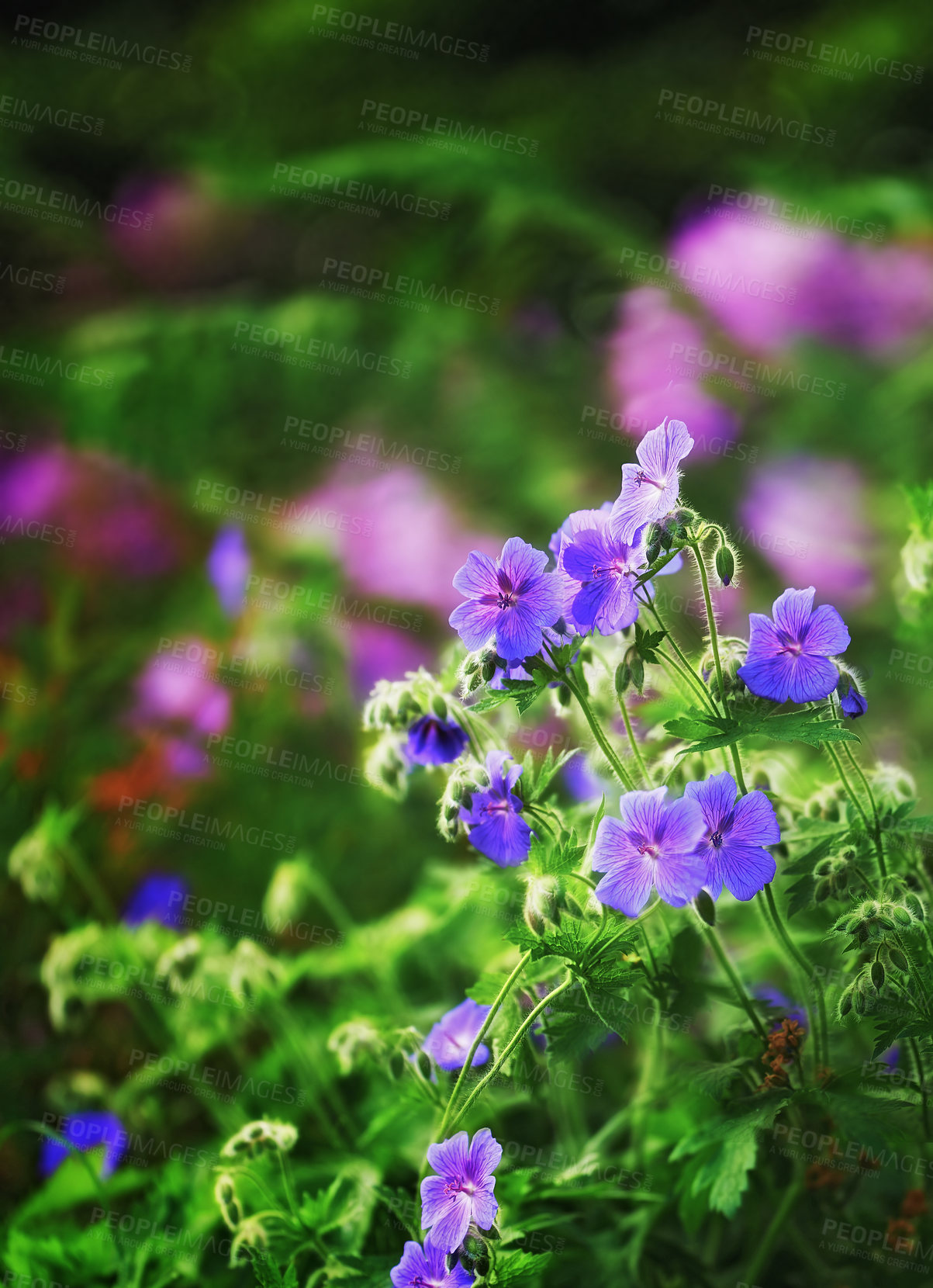 Buy stock photo Flowers, environment and nature with delphinium in garden for eco friendly, blossom or ecology. Outdoor, leaves and purple floral plants at park for botany, growth or sustainability in spring.