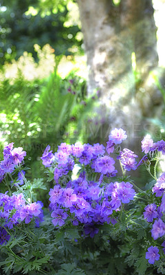 Buy stock photo Sun rays shining on meadow geranium flowers in a lush forest in summer. Purple plants growing in a botanical garden in spring. Beautiful violet flowering plants budding in its natural environment