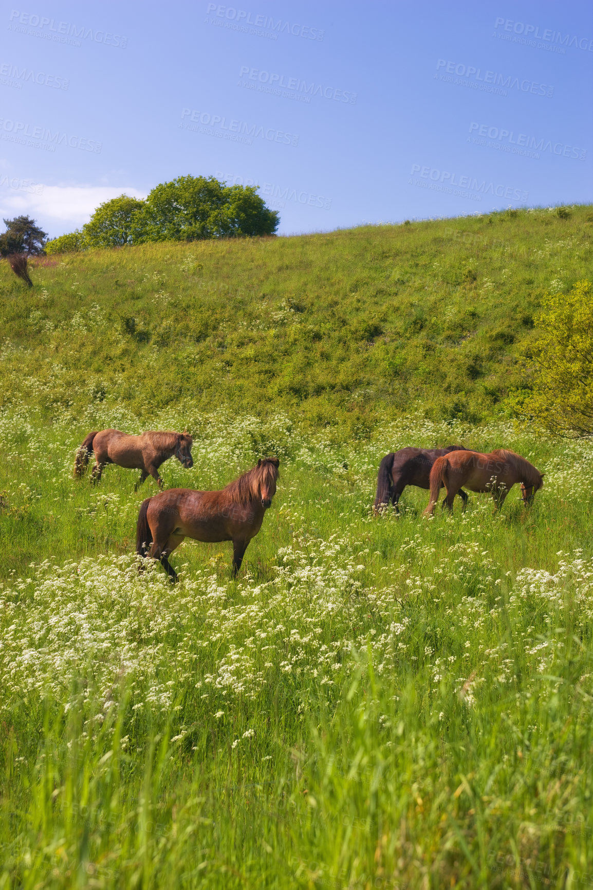 Buy stock photo Horses in Danish landscape