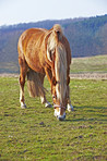 A telephoto a beautiful brown horse