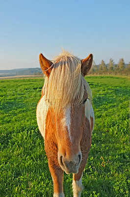 Buy stock photo A photo ofSmall horses on a field