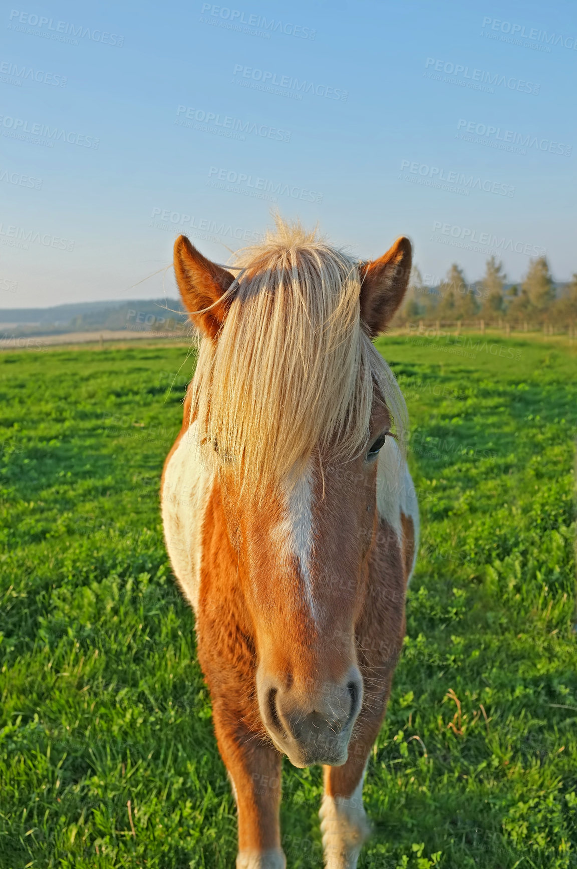 Buy stock photo Horse, face and field at farm, outdoor and nature with mane, health and growth in countryside, Equine animal, portrait and pet on grass with summer, wellness and sunshine at rural ranch in USA