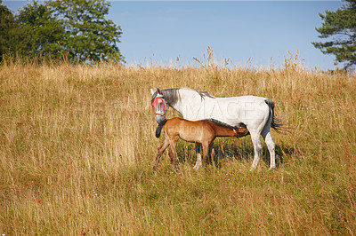 Buy stock photo A foal drinking milk from its mother outdoors in brown grassland. A horse suckling with a mare on a farm with trees and the sky in the background. Breeding animals on farmland or brown pasture