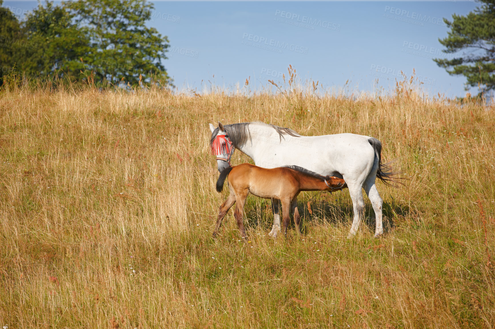 Buy stock photo A foal drinking milk from its mother outdoors in brown grassland. A horse suckling with a mare on a farm with trees and the sky in the background. Breeding animals on farmland or brown pasture