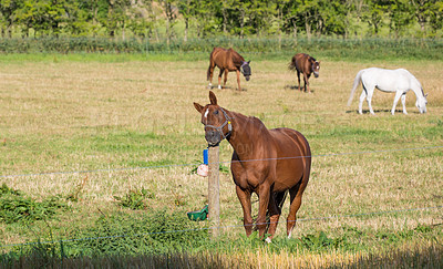 Buy stock photo Horses, group and field at farm, outdoor and nature with mane, health and growth in countryside, Equine animal, portrait and together on grass with summer, wellness and sunshine at rural ranch in USA