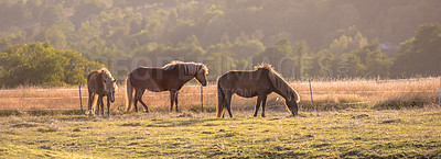 Buy stock photo Beautiful horse - in natural setting