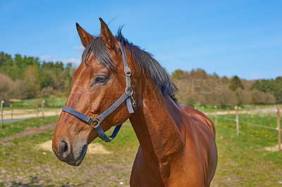 Buy stock photo A telephoto a beautiful brown horse