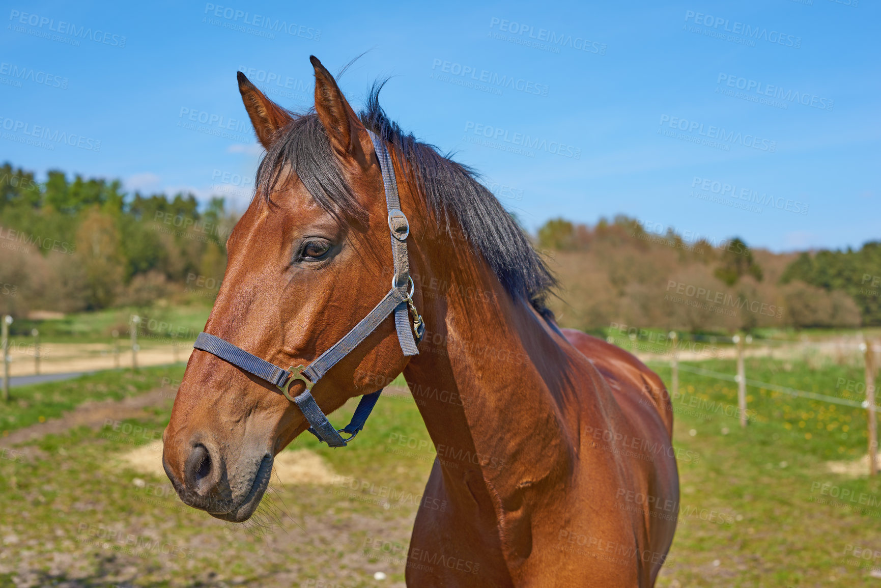 Buy stock photo A telephoto a beautiful brown horse