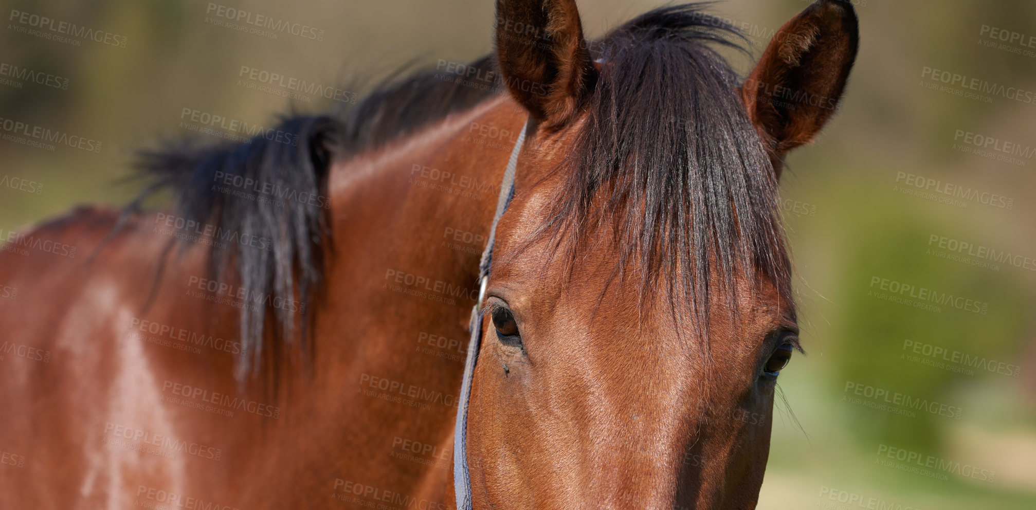 Buy stock photo A telephoto a beautiful brown horse