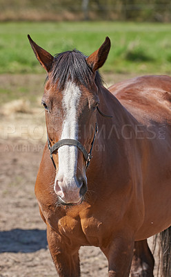 Buy stock photo Horse, portrait and farm in nature, countryside and outdoor with mane, health and growth on field, Equine animal, face and chestnut pet in summer, wellness and sunshine at rural ranch in Argentina