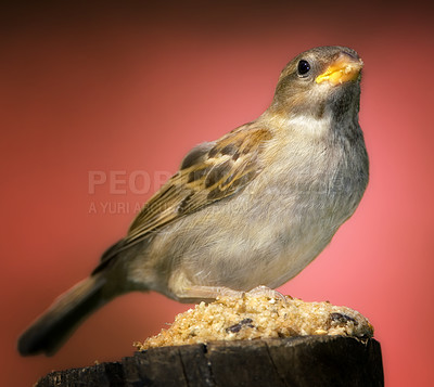 Buy stock photo Garden sparrow - photo very sharp and detailed