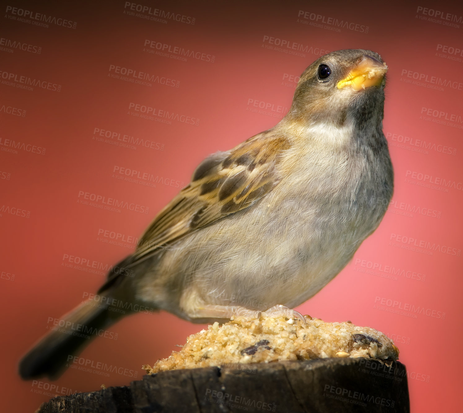 Buy stock photo Garden sparrow - photo very sharp and detailed