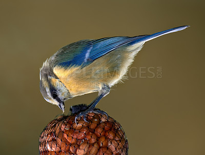 Buy stock photo Environment, eating and great tit with seed in nature for sustainability, ecology or wildlife ecosystem. Garden, fauna and closeup of animal in countryside for bird watching, conservation and park