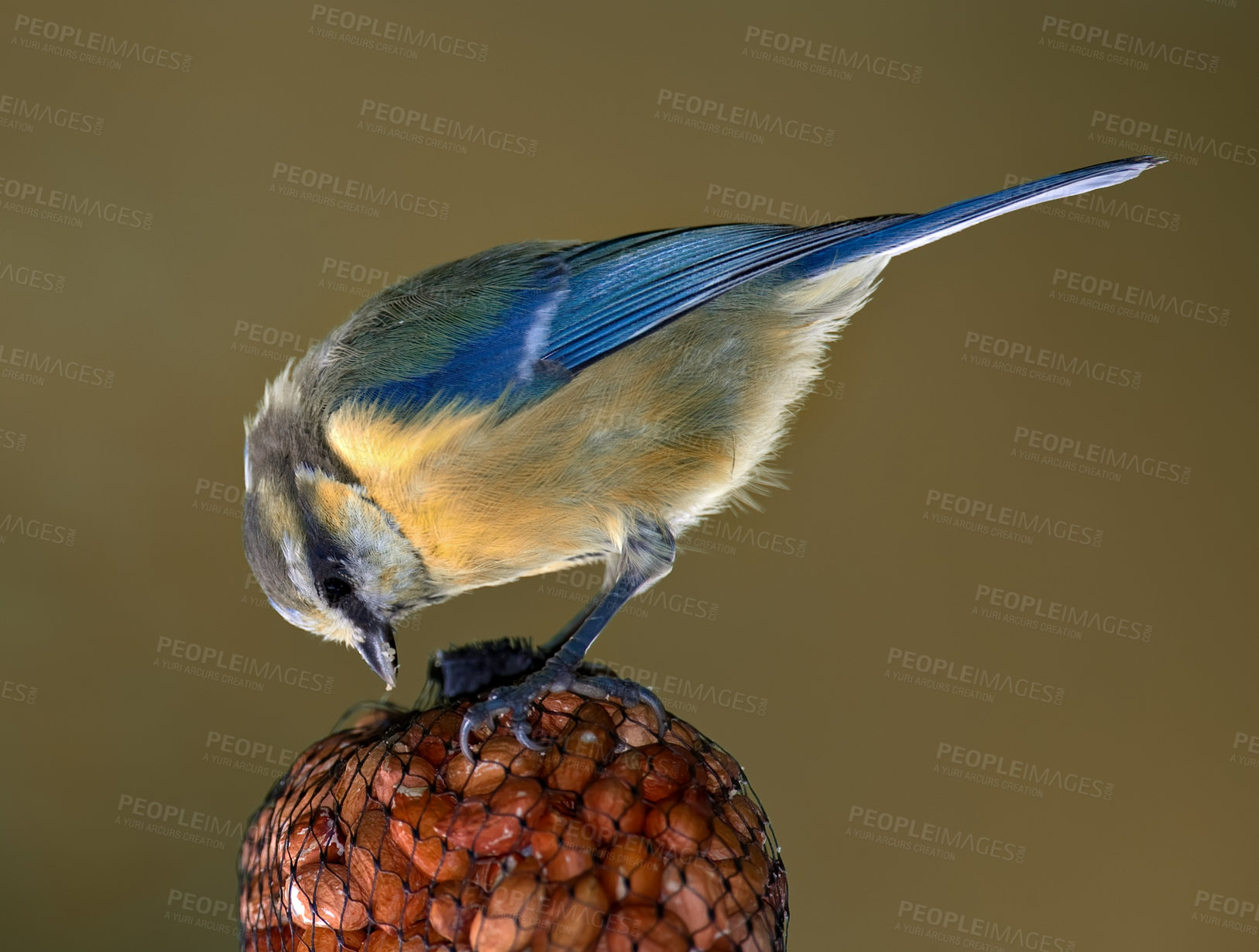 Buy stock photo Environment, eating and great tit with seed in nature for sustainability, ecology or wildlife ecosystem. Garden, fauna and closeup of animal in countryside for bird watching, conservation and park