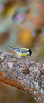 The Great Tit - colorful autumn forest