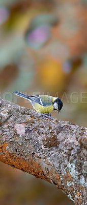 Buy stock photo The Great Tit - colorful autumn forest